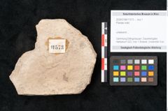 Foto (Objekt + Etikett) von Plantae indet.  (NHMW-GEO-2024-0188-11573)
